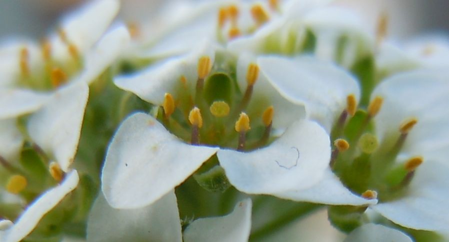 Palla di fiori - Lobularia maritima